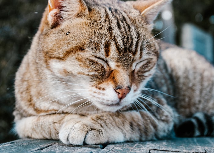 Free Cute Kitty Games
