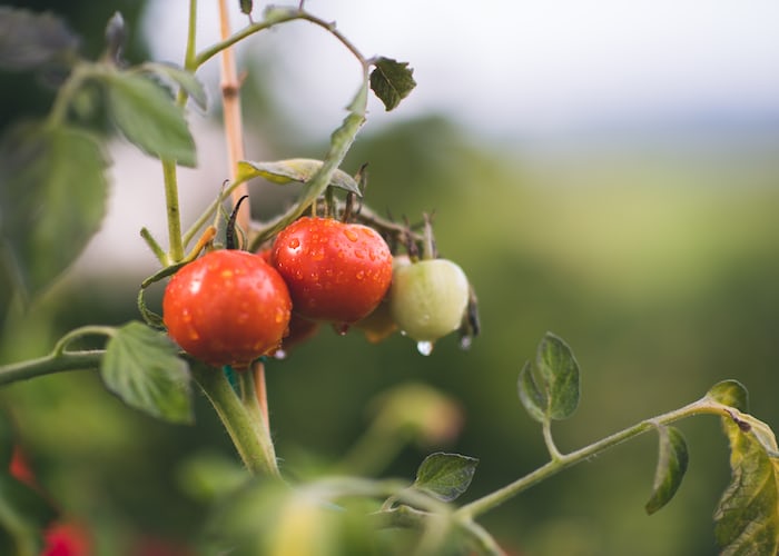 Tested Fresh Vegetables Apps