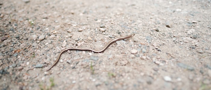 worm snake games